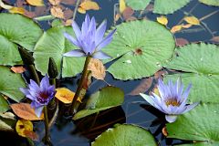 35E South Conservatory English Garden Fountain Water Lilies In Central Park East 104 St.jpg